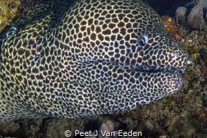 A friendly warning from a honeycomb moray eel by Peet J Van Eeden 